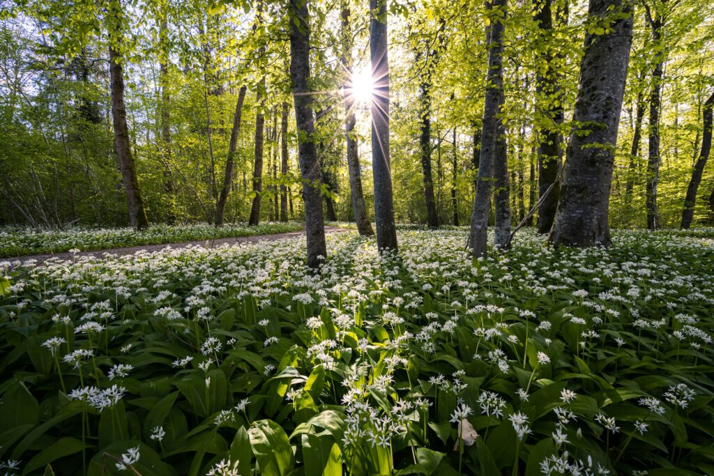 Grüne Bäume und ein Lichtstrahl - Hypnose Aschaffenburg